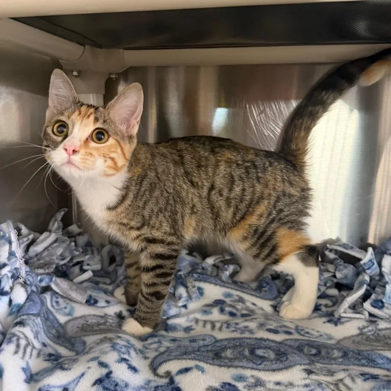 A baby small-sized female Torbie Domestic Short Hair cat named Lianne for adoption in Spanish Fork, UT