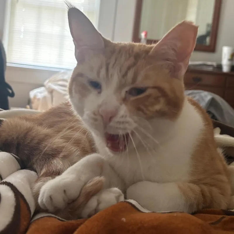 An adult medium-sized female Orange / Red Domestic Short Hair cat named Irene for adoption in Dayton, OH