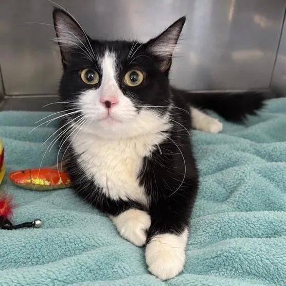 An adult medium-sized female Black Domestic Short Hair cat named Diana for adoption in Long Beach, CA