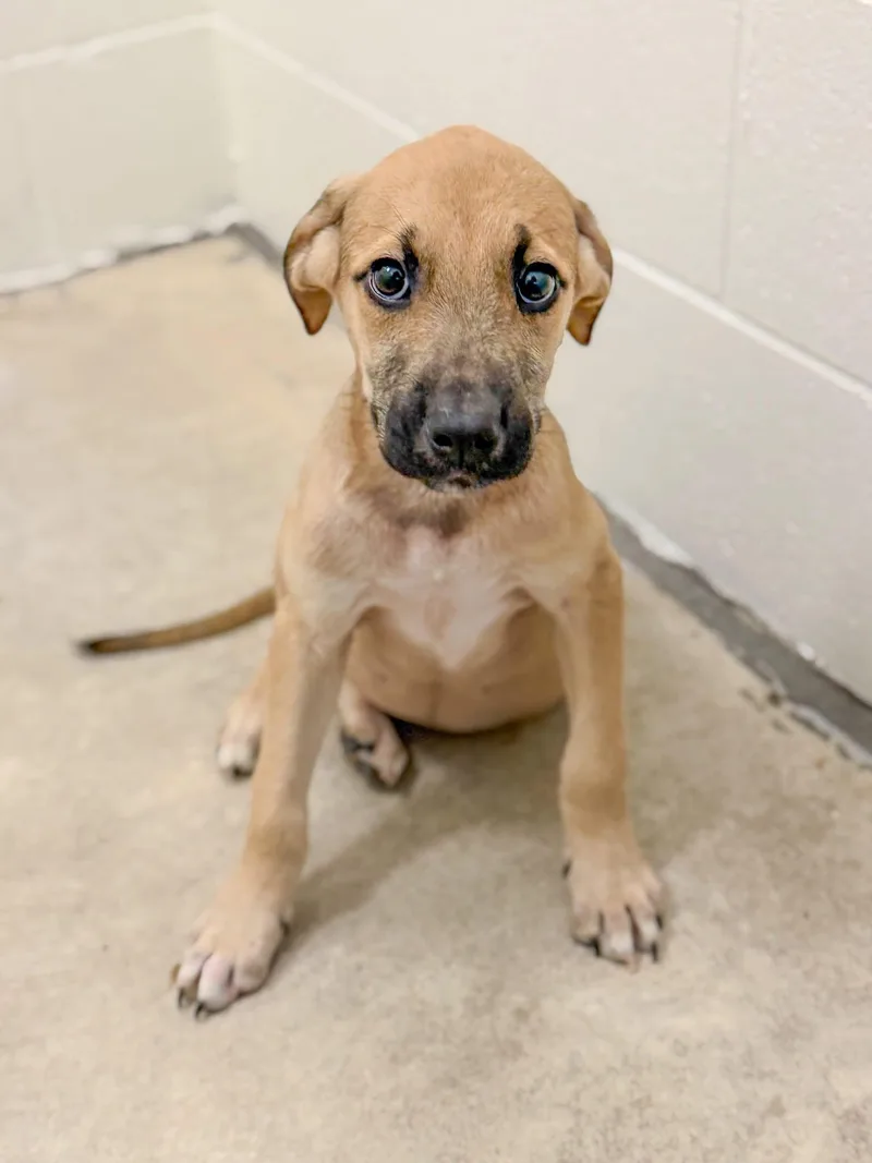 A young medium-sized female Hound dog named Sapphire for adoption in Sanford, NC