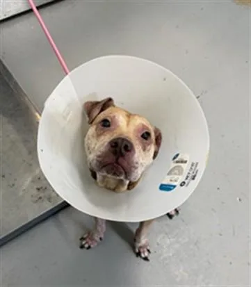 An adult medium-sized female Pit Bull Terrier dog named Vixie for adoption in Corpus Christi, TX