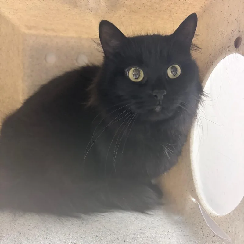 An adult medium-sized female Black Domestic Medium Hair cat named Klone for adoption in Reno, NV
