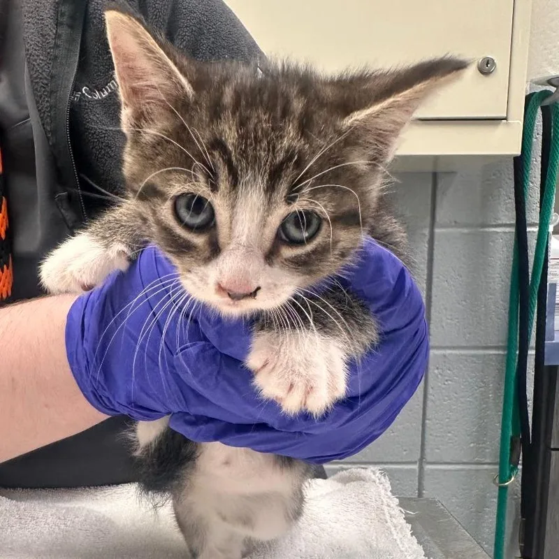 A baby small-sized male Black Domestic Short Hair cat named Snow Cone for adoption in West Olive, MI