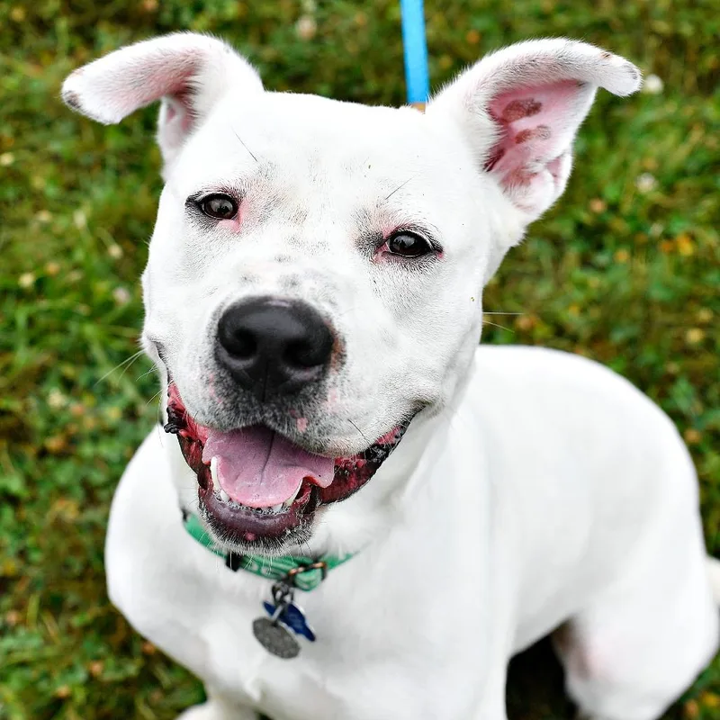 An adult medium-sized male Pit Bull Terrier dog named Bowie for adoption in York, PA