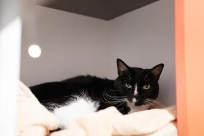 An adult large-sized male Domestic Short Hair cat named Kombucha for adoption in Ringoes, NJ