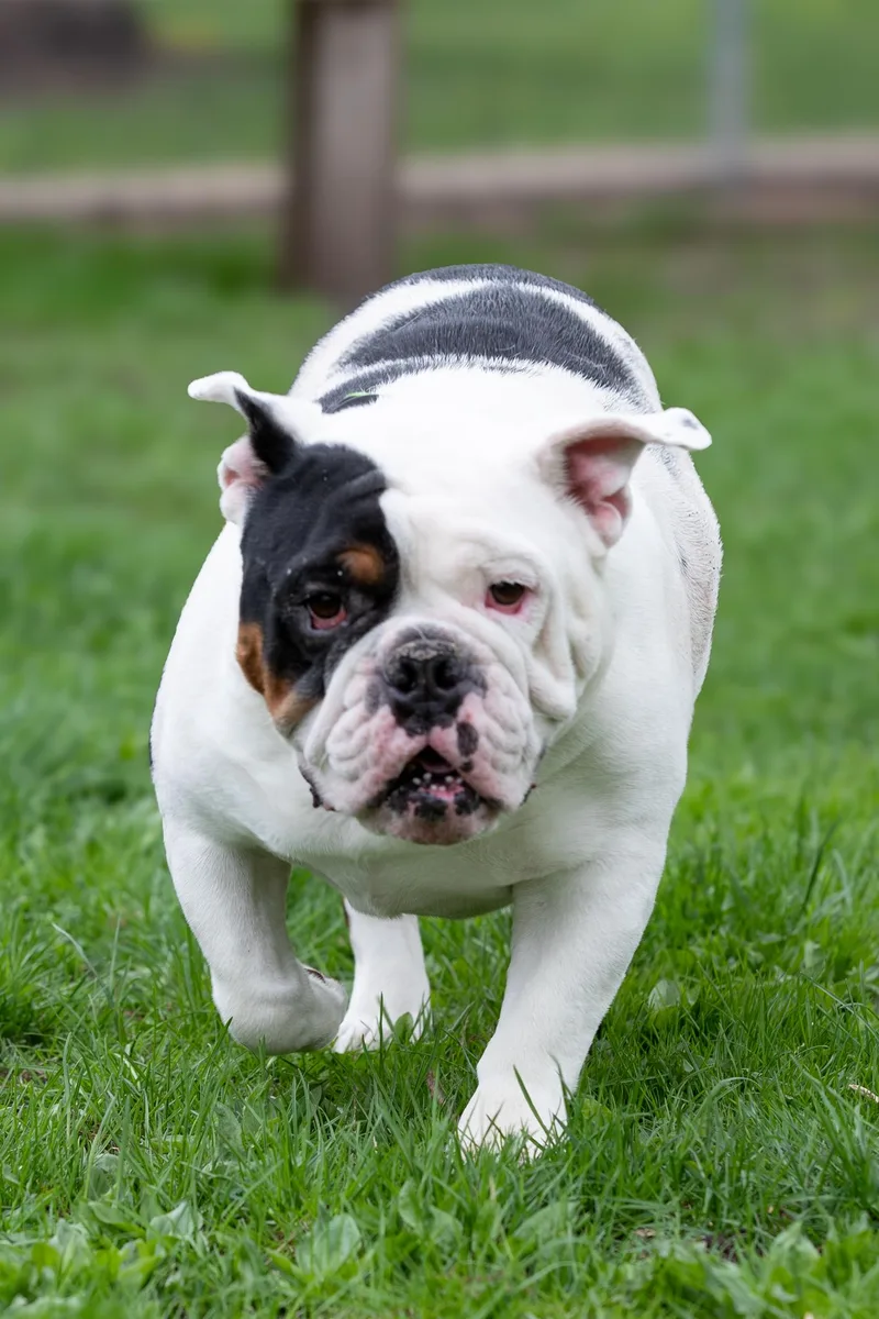 Petey