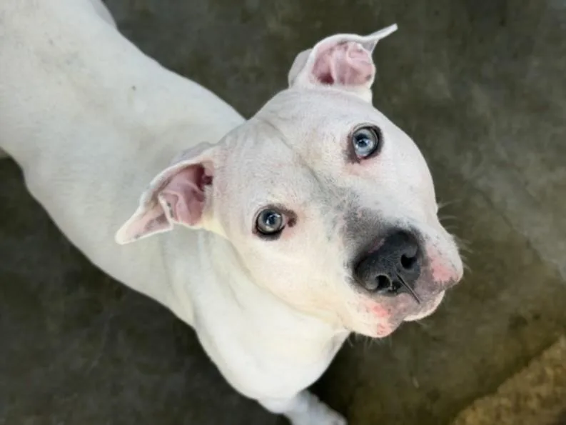 An adult medium-sized female Pit Bull Terrier dog named Helen for adoption in Los Angeles, CA