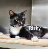 An adult medium-sized male Black Domestic Short Hair cat named Risky for adoption in Moline, IL
