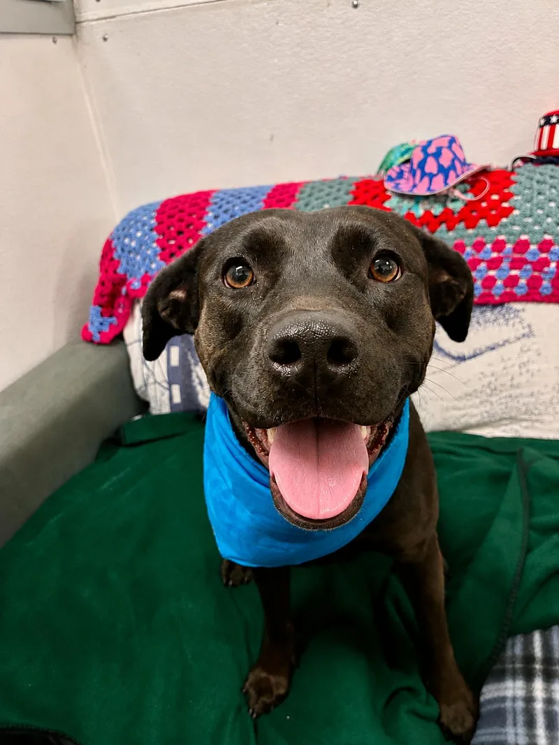 A young medium-sized female Black Labrador Retriever dog named Callie for adoption in Barkhamsted, CT