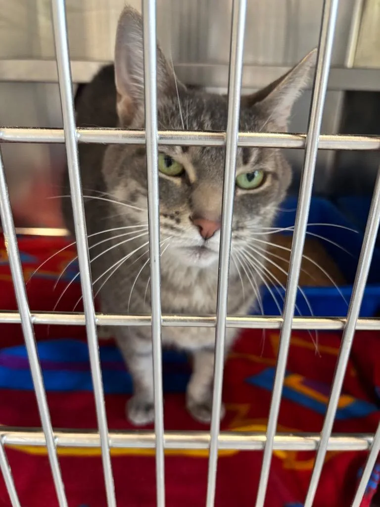 An adult medium-sized female Tabby (Gray / Blue / Silver) Domestic Short Hair cat named Dots for adoption in North Haven, CT