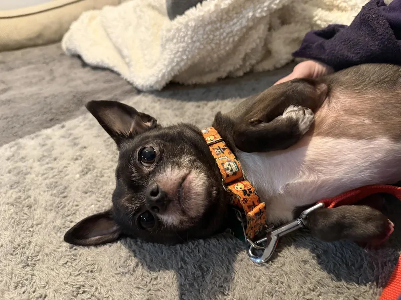 An adult small-sized male Chihuahua dog named Orie for adoption in Oxford, MI