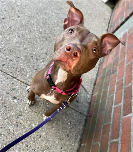 A young medium-sized female Pit Bull Terrier dog named Mazikeen for adoption in Boston, MA