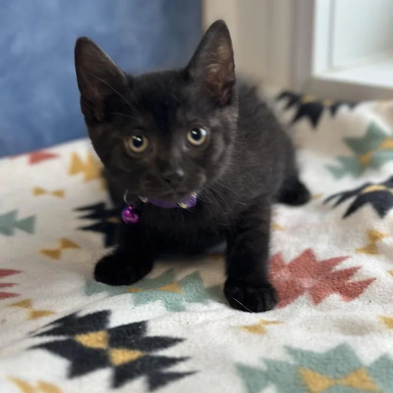 A young medium-sized male Black Domestic Short Hair cat named Wren for adoption in Clinton, IL