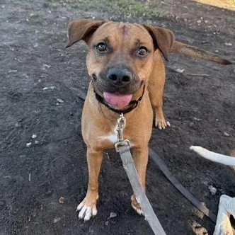 A young medium-sized female Yellow / Tan / Blond / Fawn Mixed Breed dog named June for adoption in Fernandina Beach, FL