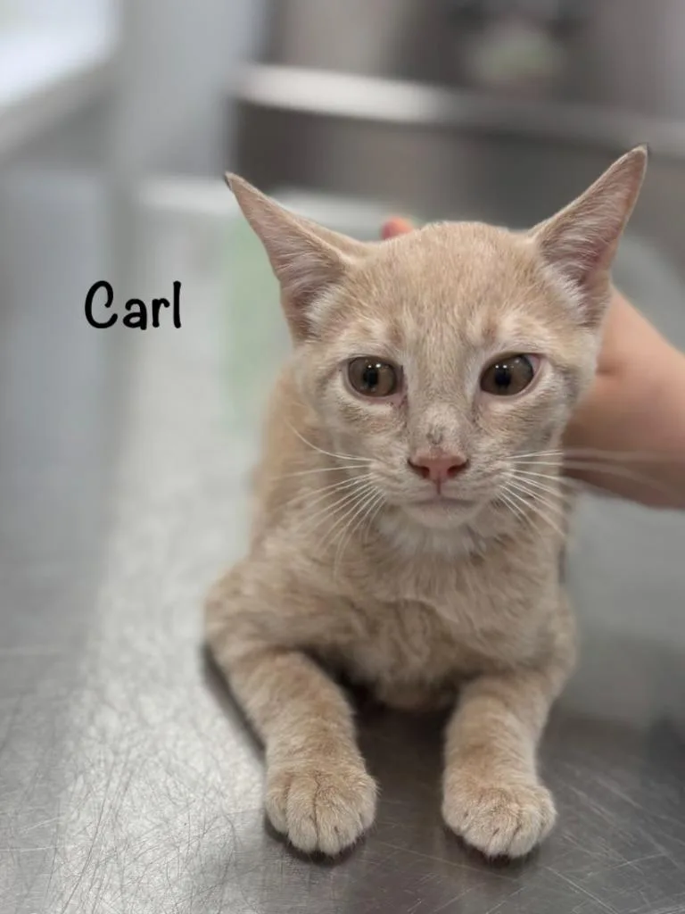 A baby small-sized male Domestic Short Hair cat named Carl for adoption in Cambridge, MD