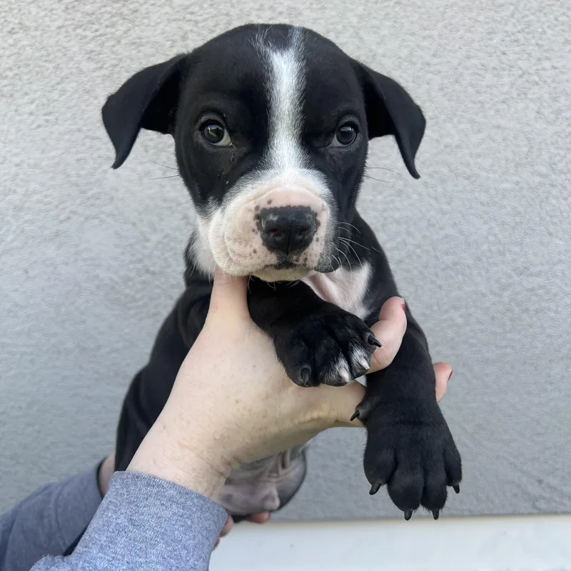 A baby medium-sized male Mixed Breed dog named Smee for adoption in Henderson, NV