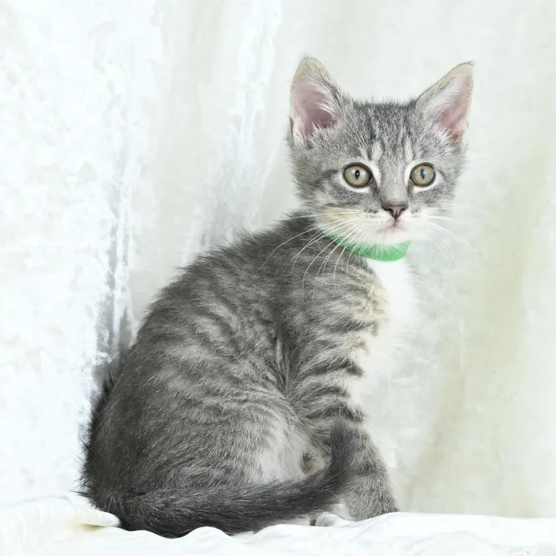 A baby small-sized male Gray / Blue / Silver Domestic Short Hair cat named Quincey for adoption in Mobile, AL