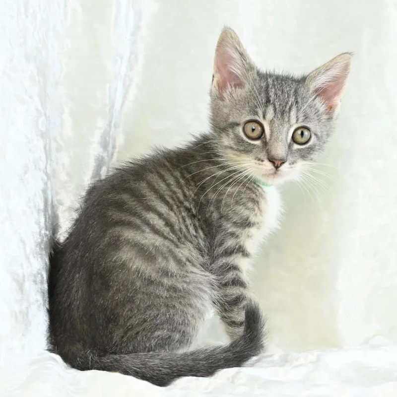 Quincey thumbnail 6
