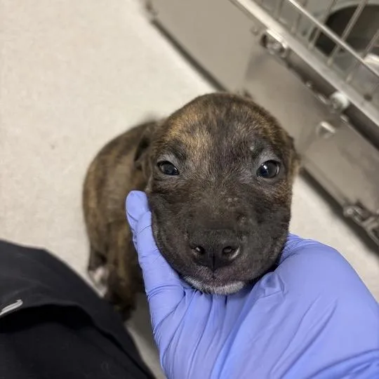 A baby small-sized male Brindle Mixed Breed dog named Twain for adoption in Chattanooga, TN