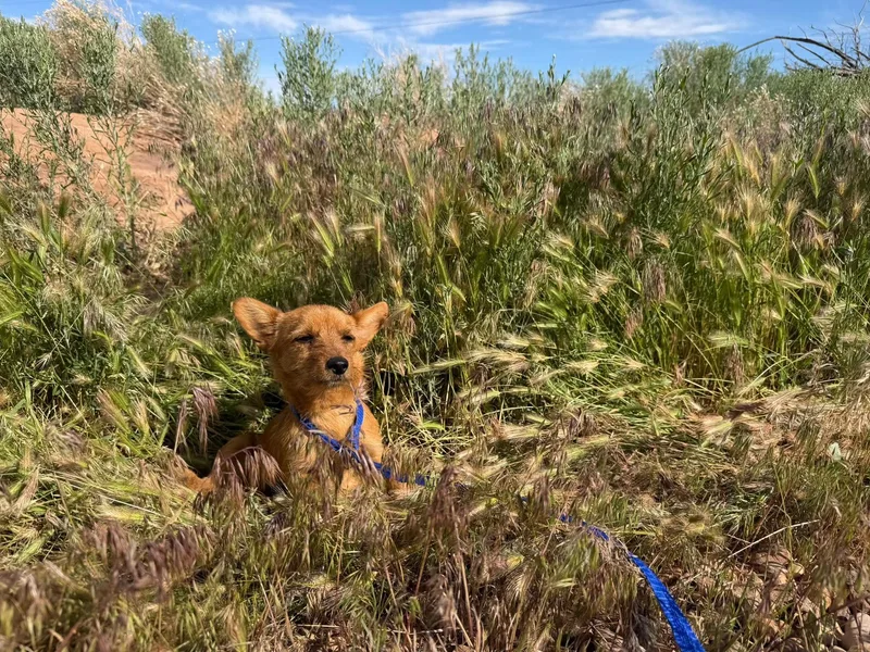 An adult small-sized male Red / Chestnut / Orange Chihuahua dog named Auggie for adoption in Roosevelt, UT