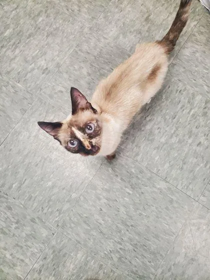 An adult small-sized female Siamese cat named Saffron for adoption in Shawano, WI