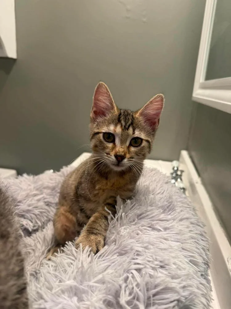 A baby small-sized female Domestic Short Hair cat named Cookie for adoption in Groveland, MA