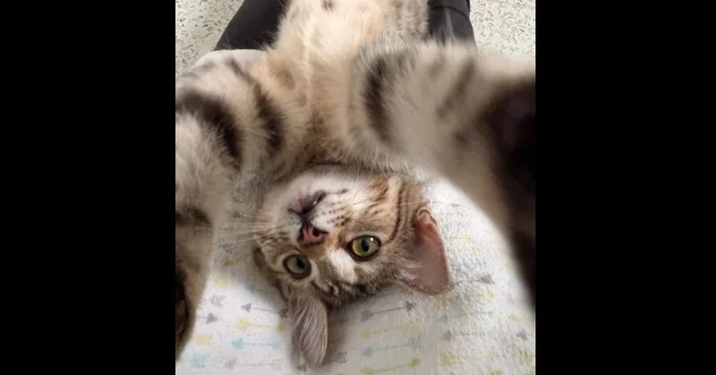 Cookie thumbnail 2