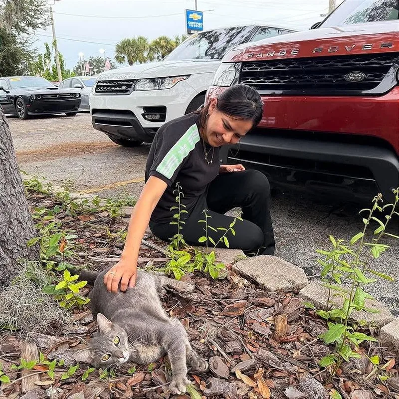 A young small-sized female Gray / Blue / Silver Domestic Short Hair cat named Rangey for adoption in Tampa, FL