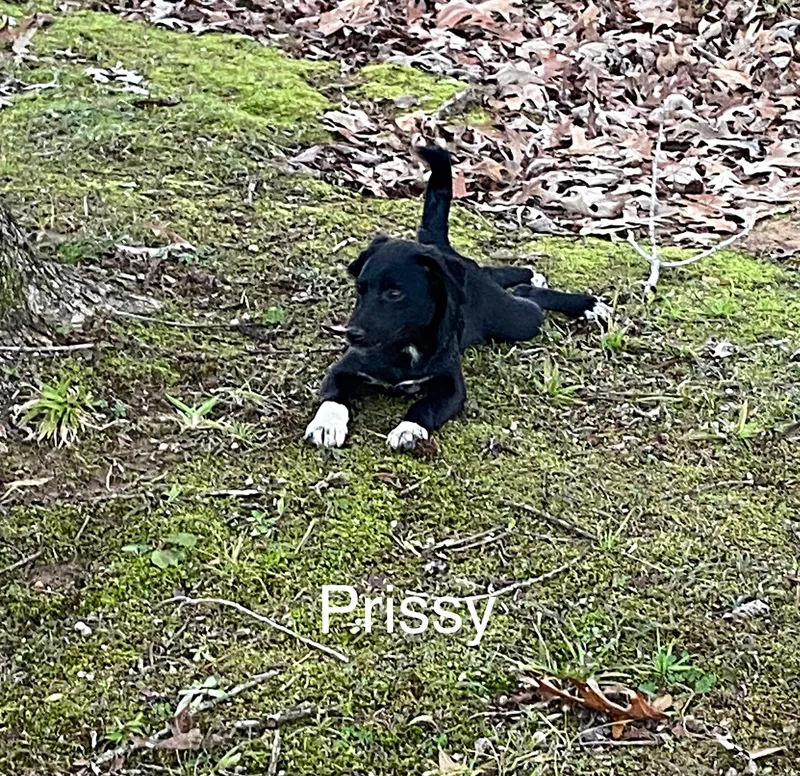 Prissy Sponsored Fee thumbnail 2