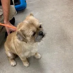 An adult medium-sized male Yellow / Tan / Blond / Fawn Mixed Breed dog named YORKStray for adoption in York, PA