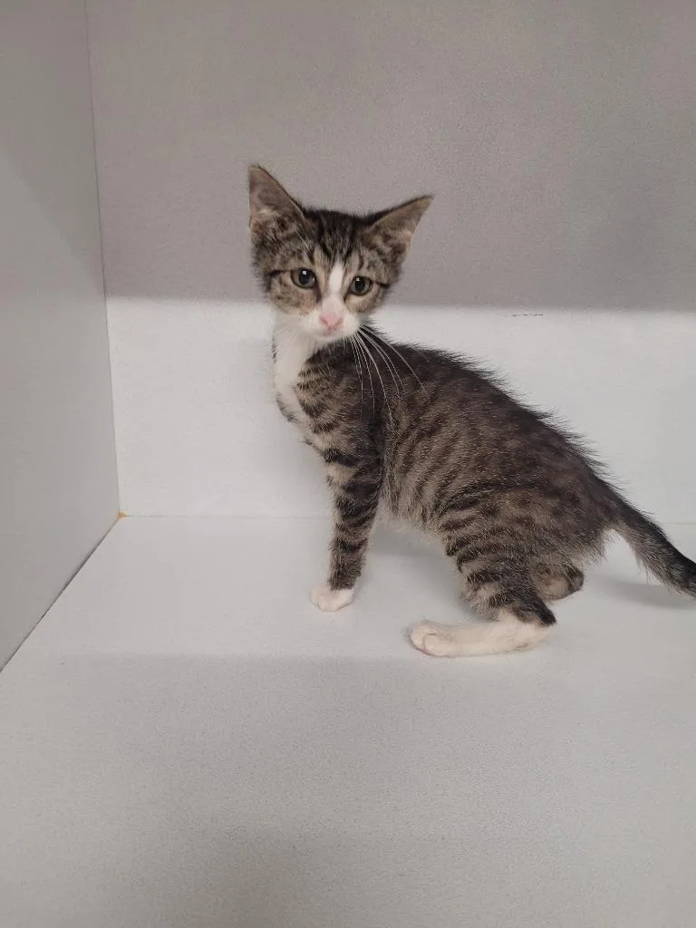 A baby medium-sized female Domestic Short Hair cat named Cindy for adoption in Huntsville, TX