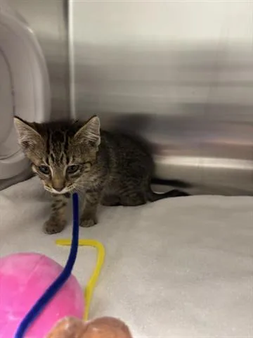 A baby small-sized female Domestic Medium Hair cat named A for adoption in San Martin, CA