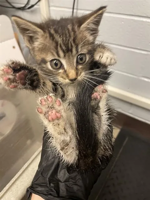 A baby small-sized male Domestic Short Hair cat named Scooter for adoption in Stockton, CA