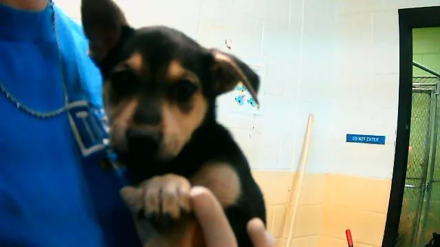 A baby small-sized female German Shepherd Dog dog named Daisy for adoption in Tulsa, OK