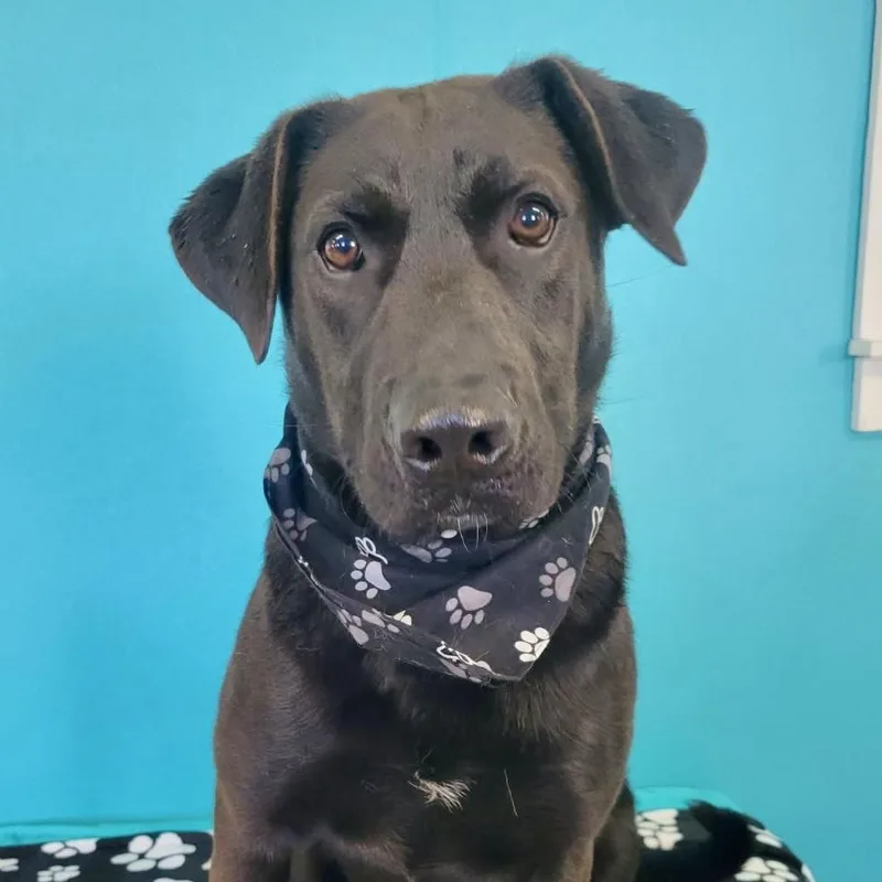 A young large-sized male Black Retriever dog named Archie for adoption in South Portland, ME