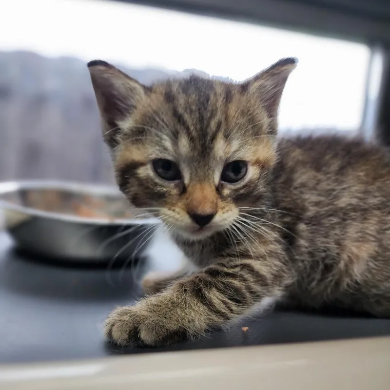 A baby small-sized female Brown / Chocolate Domestic Short Hair cat named Tundra for adoption in Dixon, IL