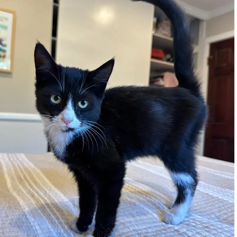 A baby small-sized female Black Domestic Medium Hair cat named Pringle for adoption in Long Beach, CA