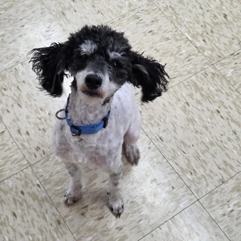 An adult small-sized male Black Miniature Poodle dog named Archie for adoption in Breese, IL