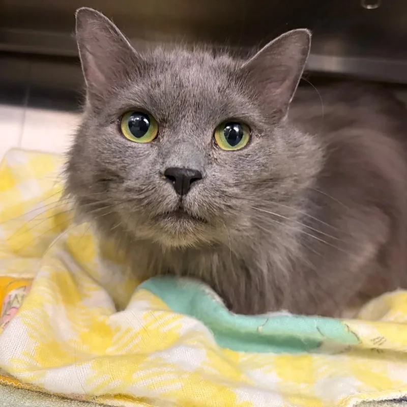 An adult medium-sized female Domestic Long Hair cat named Willow for adoption in Pittsburgh, PA