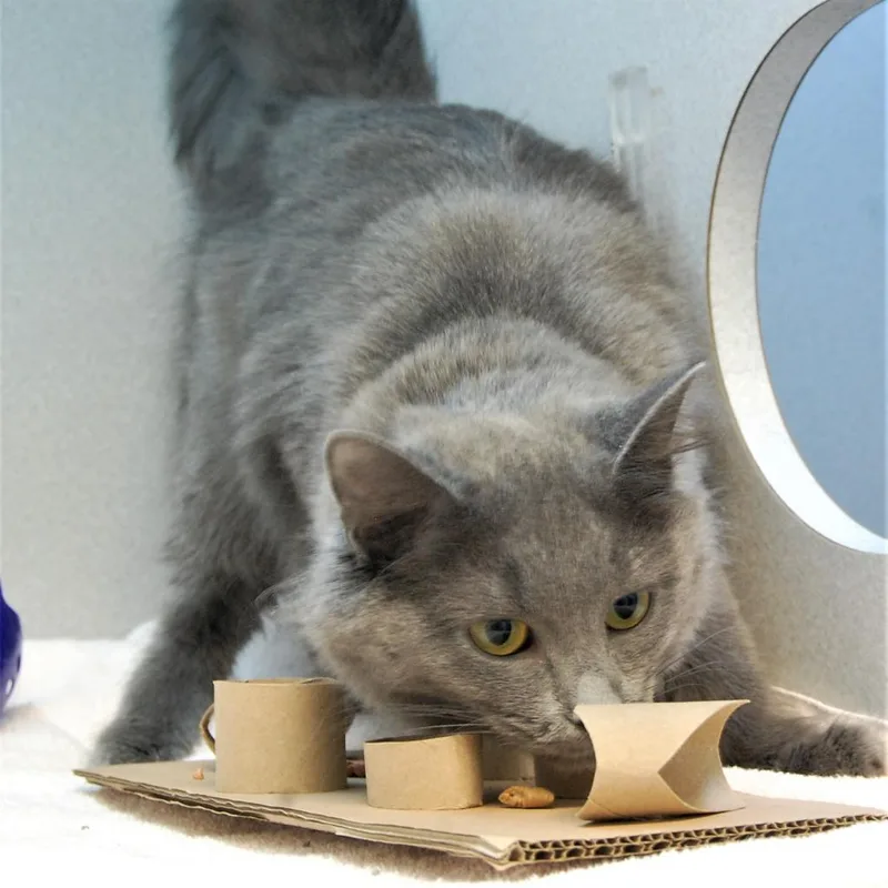 Willow thumbnail 3