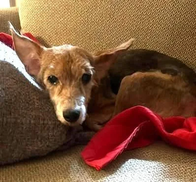 A senior small-sized male Terrier dog named Bobo for adoption in Irmo, SC