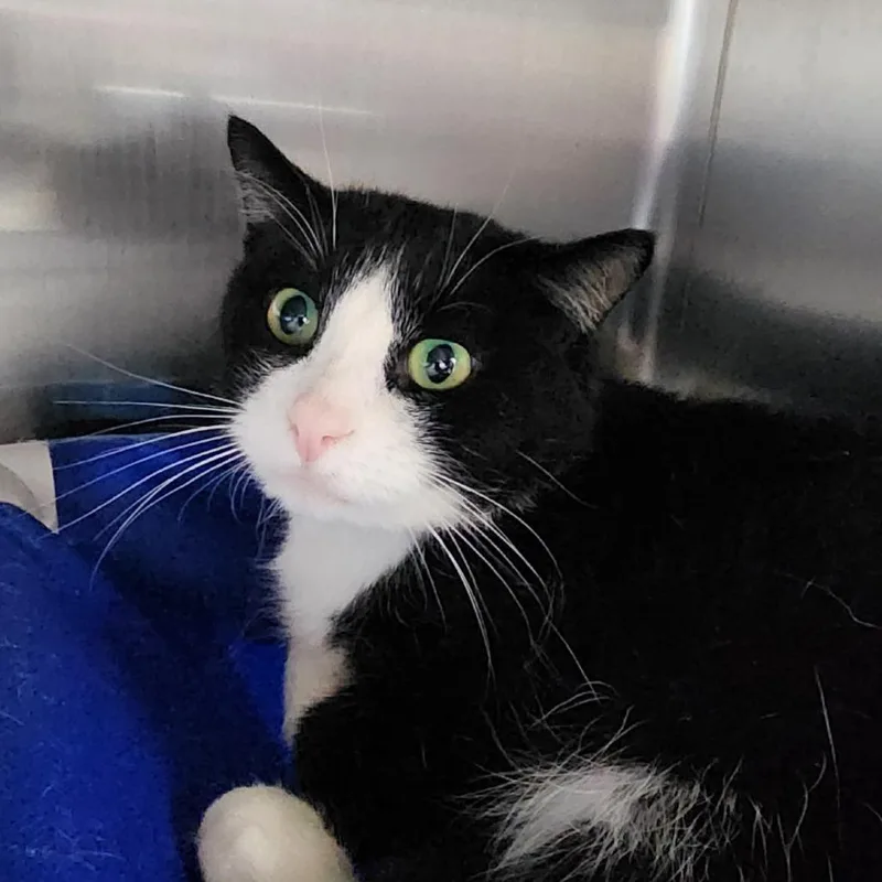 An adult small-sized male Black Domestic Short Hair cat named Squeegee for adoption in Spanish Fork, UT