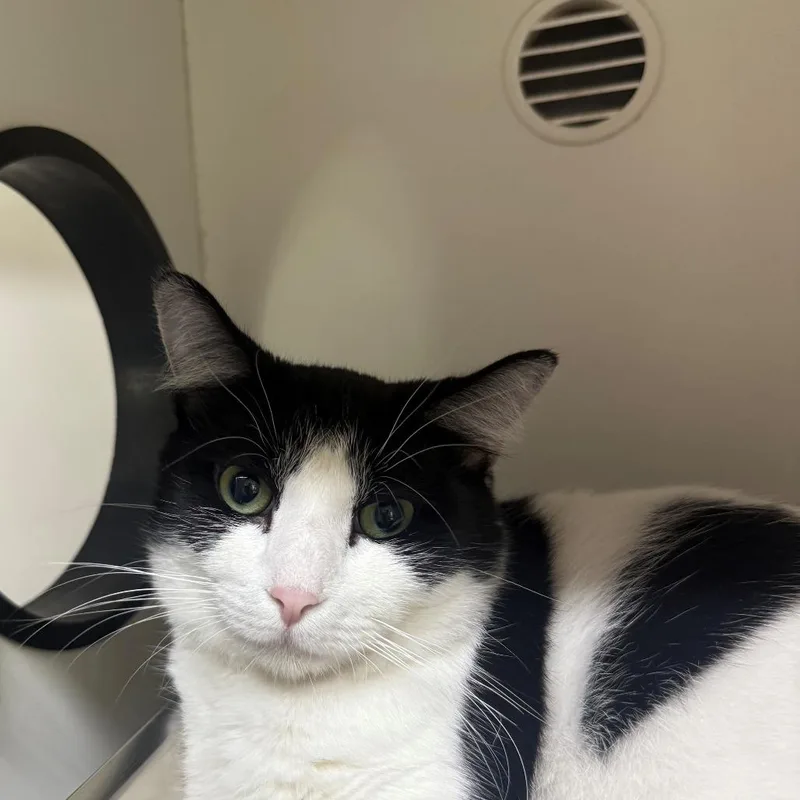 An adult small-sized female Black Domestic Short Hair cat named Mama Kat for adoption in Branford, CT