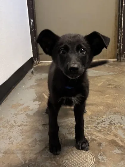 A baby medium-sized female Australian Cattle Dog / Blue Heeler dog named Inky for adoption in Red Bluff, CA