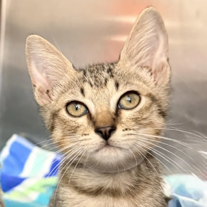 A baby small-sized male Gray / Blue / Silver Domestic Short Hair cat named Cappuccino for adoption in Palm Springs, CA