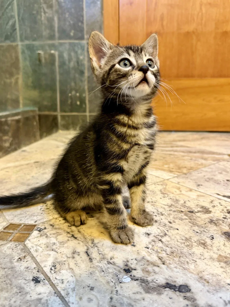 A baby medium-sized male Domestic Short Hair cat named Tow Truck for adoption in San Jose, CA