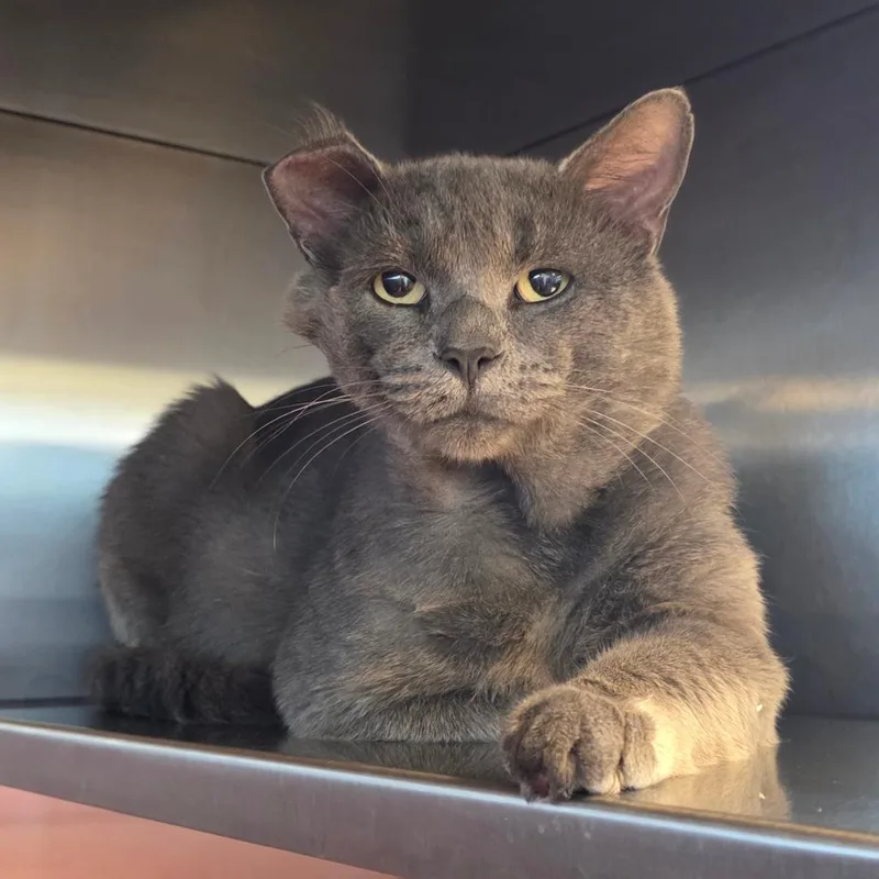 An adult large-sized male Domestic Short Hair cat named Mercer for adoption in Bristol, IN