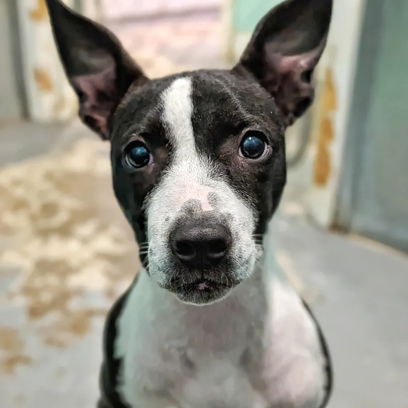 A baby medium-sized female Harlequin Pit Bull Terrier dog named Dixie for adoption in Eustis, FL