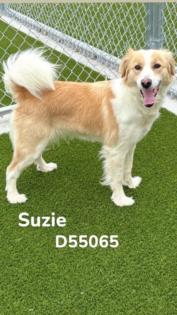 Suzie thumbnail 2