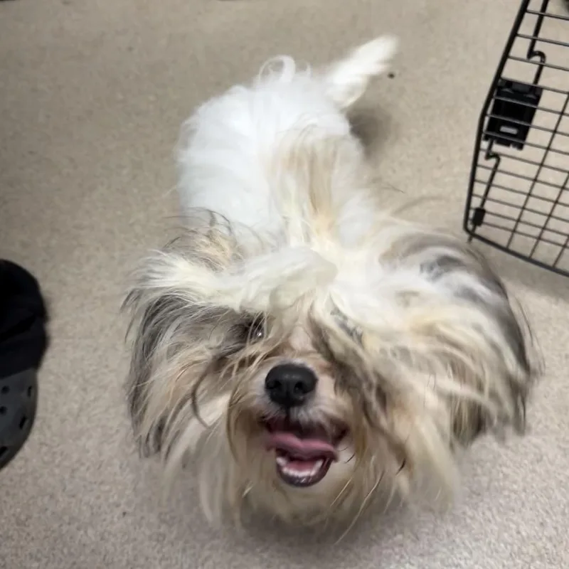 A young small-sized male White / Cream Shih Tzu dog named Morel for adoption in Brookfield, WI